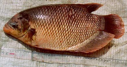 Gurami