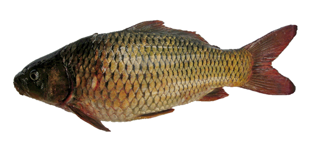 Mas