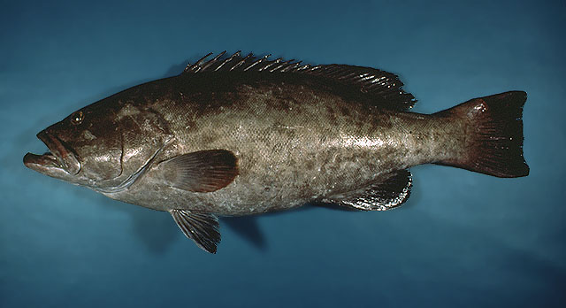 Kerapu