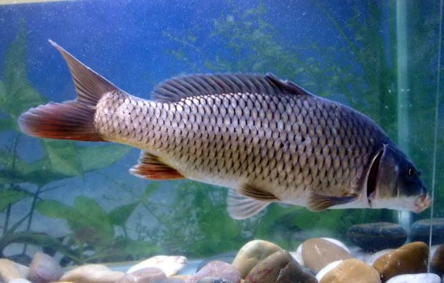 Ikan Koi
