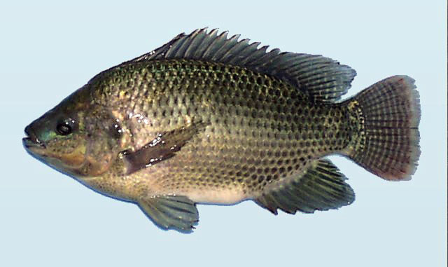 Nila
