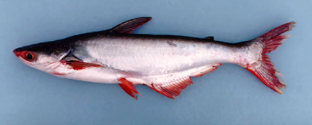 Patin
