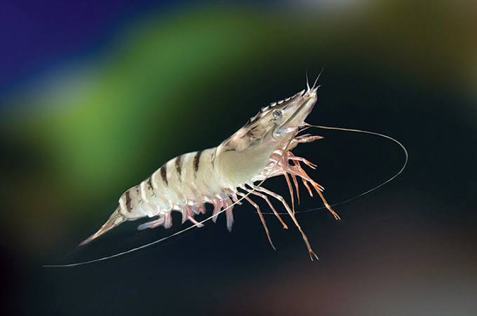 Udang Windu